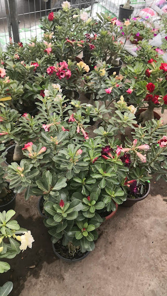 Tang Nursery gallery