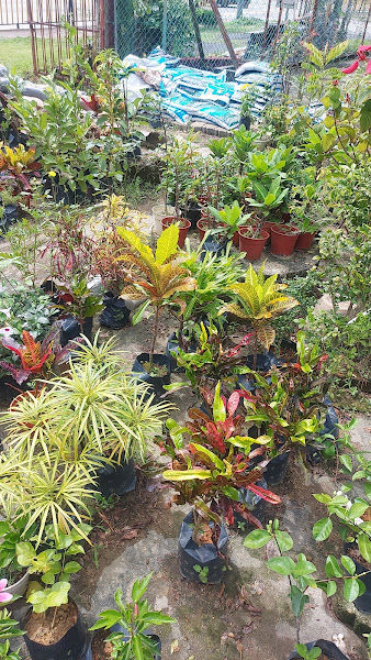 Azlin Nursery gallery