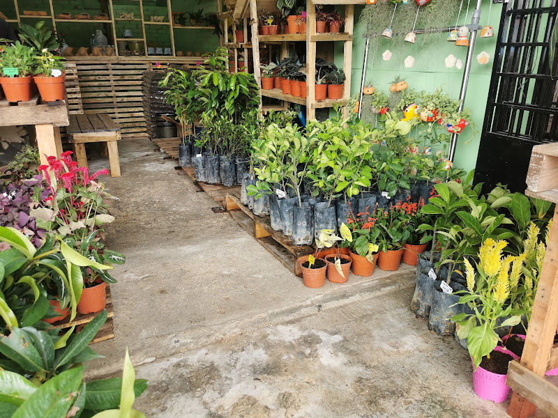 Mondy Nursery & Landscape Specialist Malaysia gallery