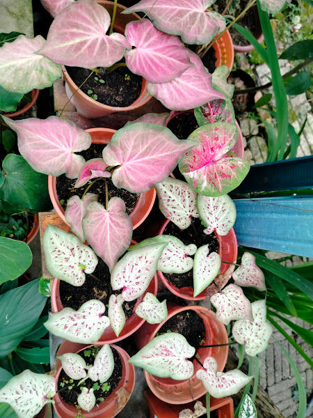 Nurseri Seri Nibong gallery