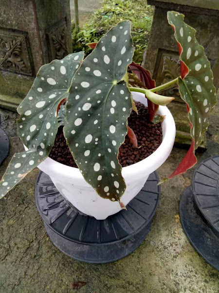 Jia Yi Garden gallery