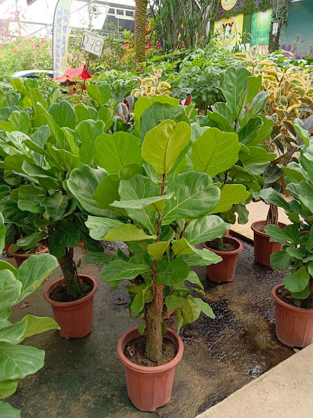 Paling Horticulture Sdn Bhd gallery