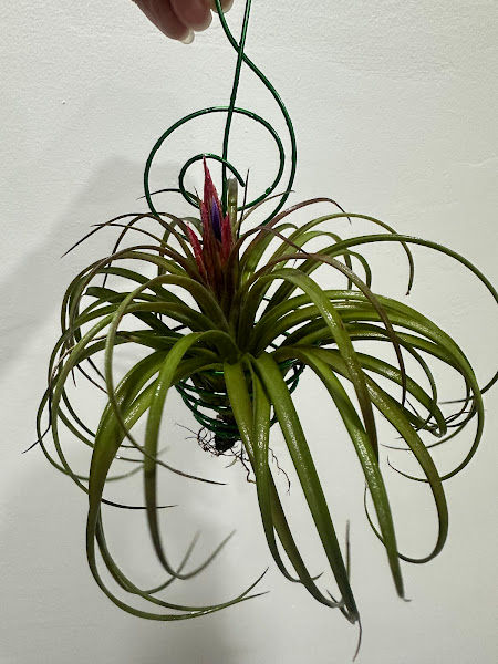 MC Paradise 艸天堂 gallery