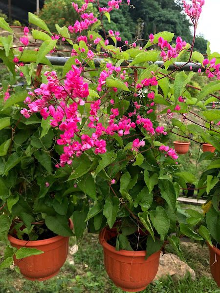 Green Star Valley gallery