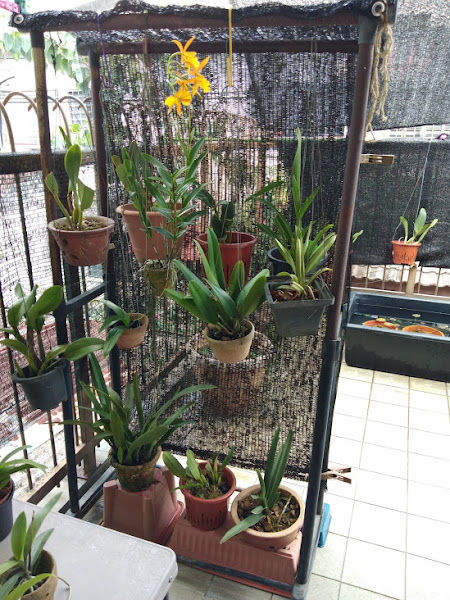 Serdang Orchid Nursery gallery
