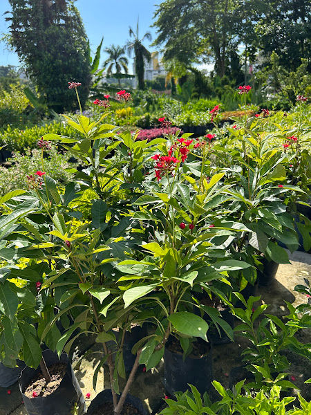 WL ECO GARDEN gallery