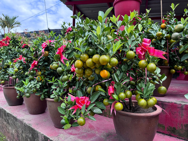 Lukut Red Pot Trading gallery