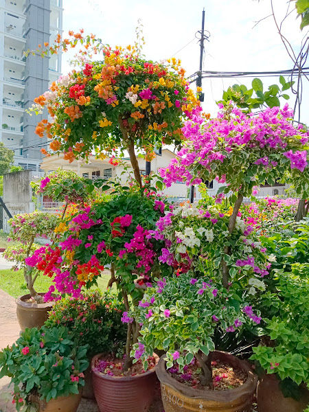 Perniagaan Jungle Forteen Trading gallery