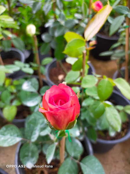 ma garden and landscape gallery