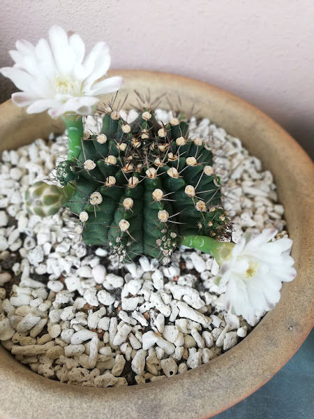 Mak Tok Garden gallery