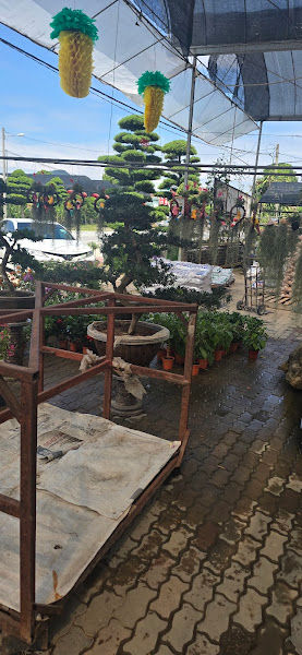 Plum Lim Ent. gallery