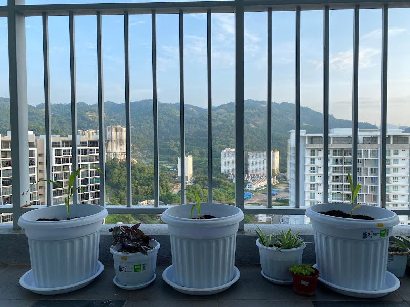 Baba pot, soil, fertiliser