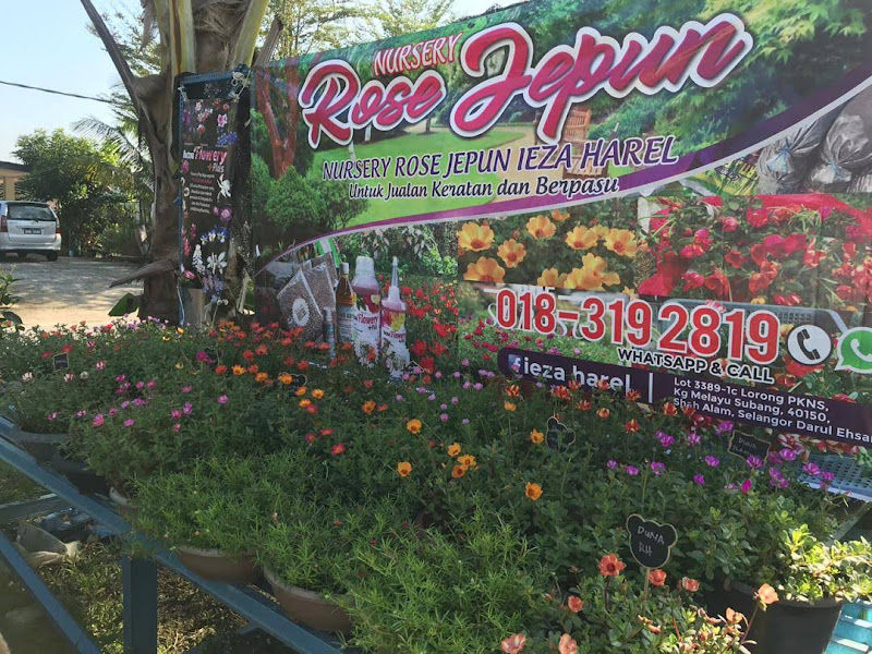 Nursery Rose Jepun Ieza Harel gallery