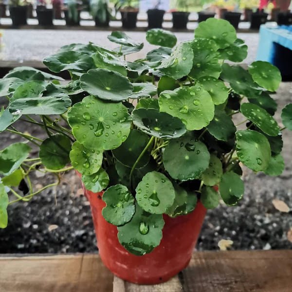 JR Eco Nursery gallery