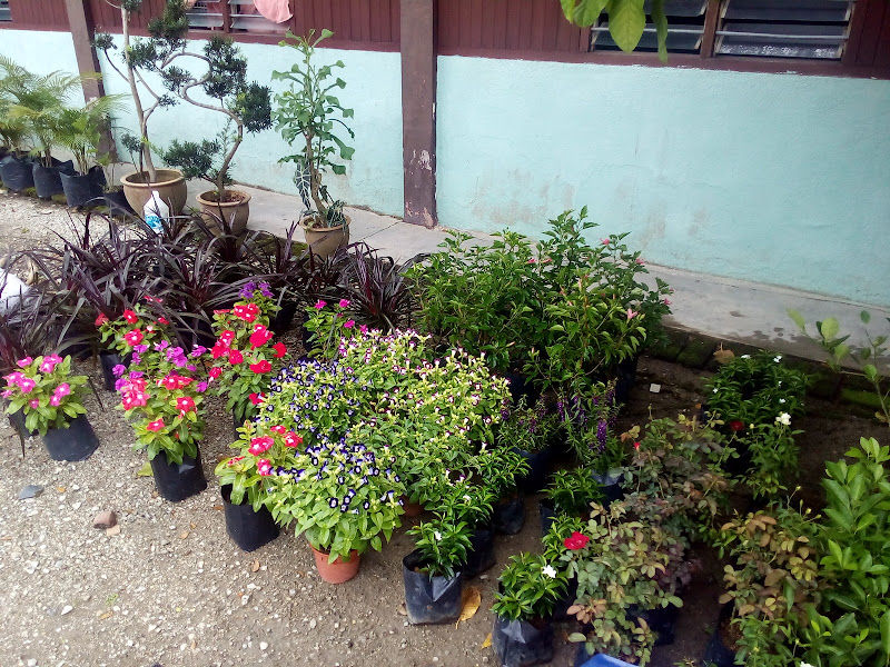 Azzland Garden And Nursery