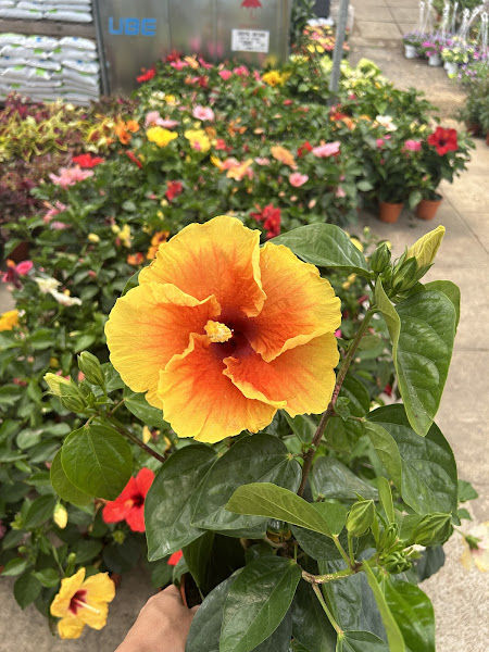 Katsura Garden Sdn Bhd (Bangi) gallery