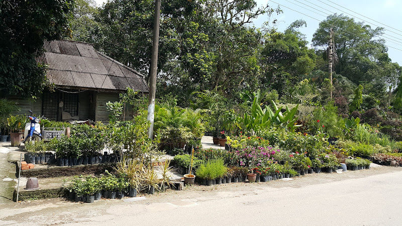 Sg Buloh Flowers & Plants Nursery Wholesale gallery