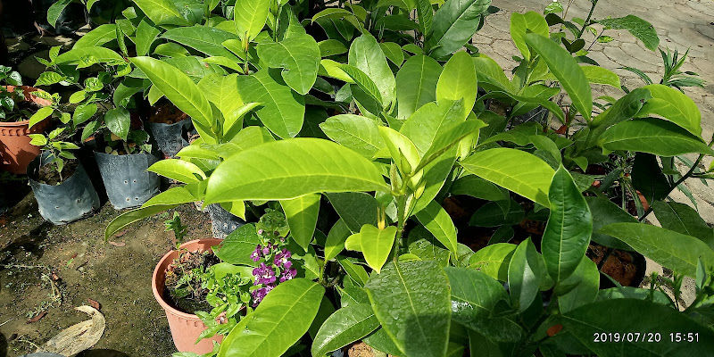 Plum Lim Ent. gallery