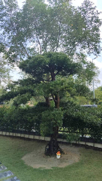 Forest Wong Landscape gallery