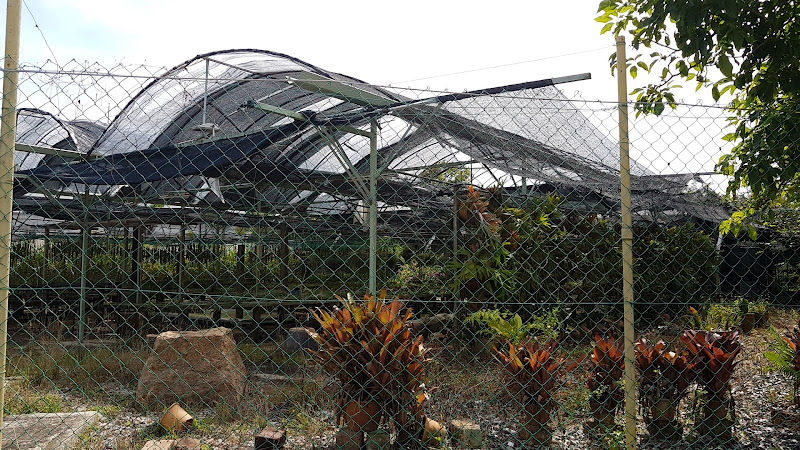 Ooi Leng Sun Orchids Nursery gallery