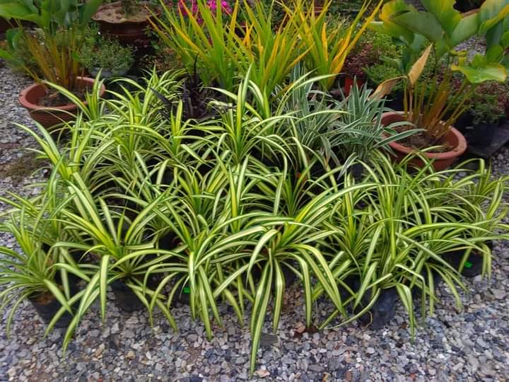 D' Laman Nursery Sekinchan