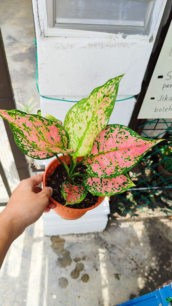 花之艺 My Little Garden gallery