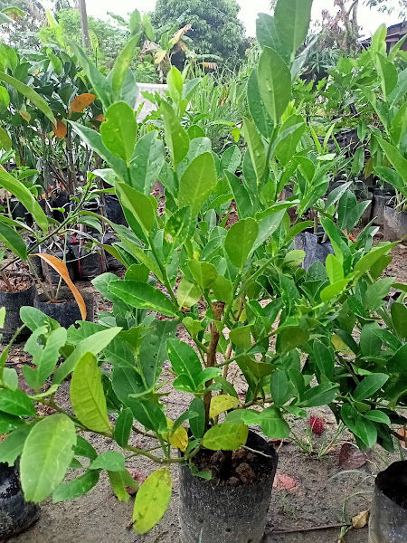 YUM NURSERY & FAMILY gallery