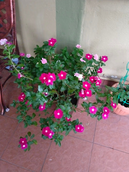 Dr Greenthumb Garden Shop gallery