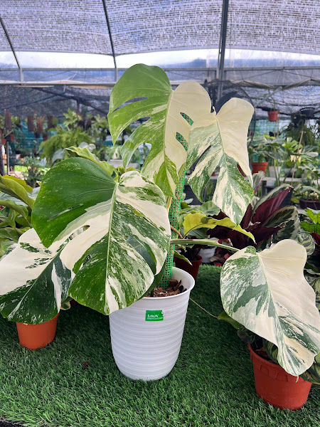 Blooms Nursery & Gallery