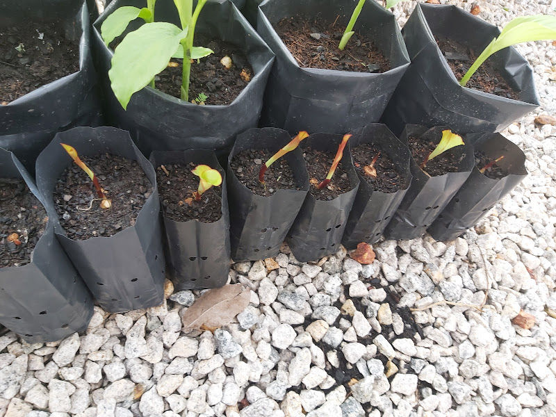 Nuraiman Nursery gallery