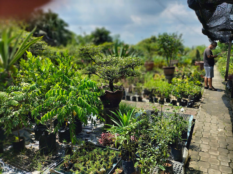 Ideal Plant Nurseries Sdn. Bhd. (640755-A) gallery