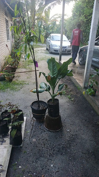 Suhaimi Nursery gallery