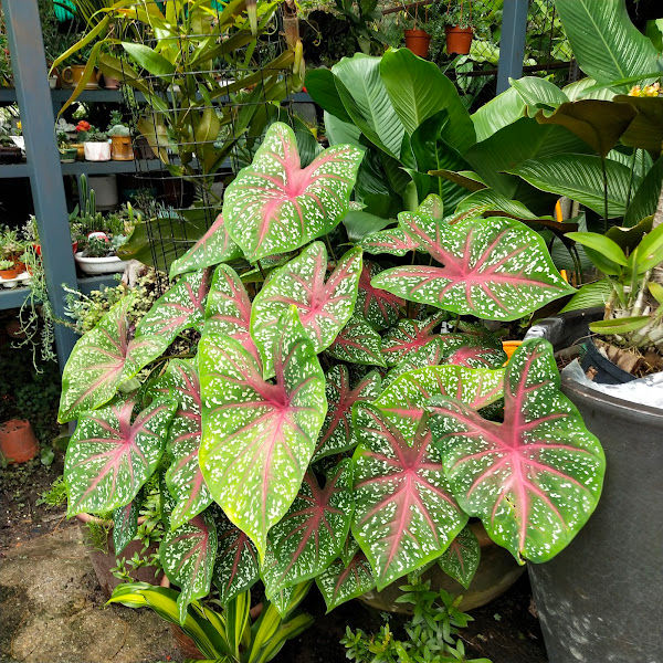 Perniagaan Jungle Forteen Trading gallery