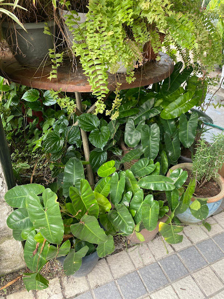 Nursery Garden Flora Kasih