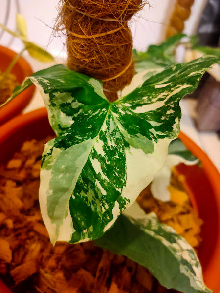 ECOLAND NURSERY PLANT gallery