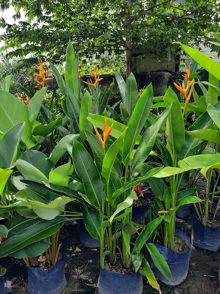 Elmina Nursery & Gardening gallery