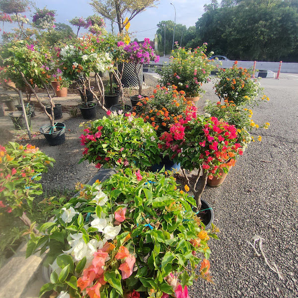 Alma Nursery ( Supplies & Wholesaler ) gallery