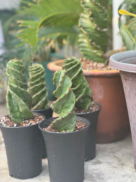 Jinjang Garden gallery