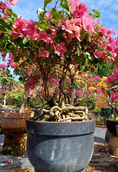 Alamskap Sdn. Bhd. ( Landskap dan semaian )