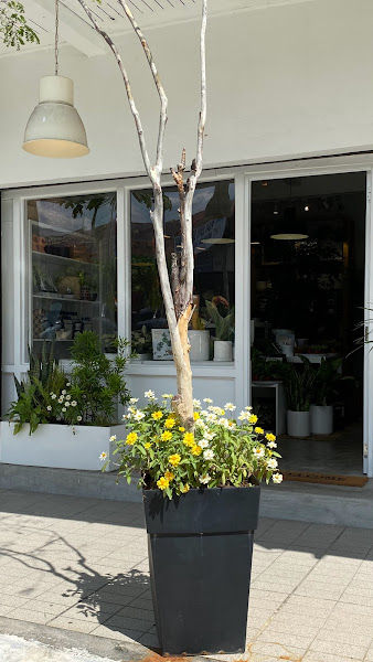 Plantae Lover - Urban Plant Shop gallery