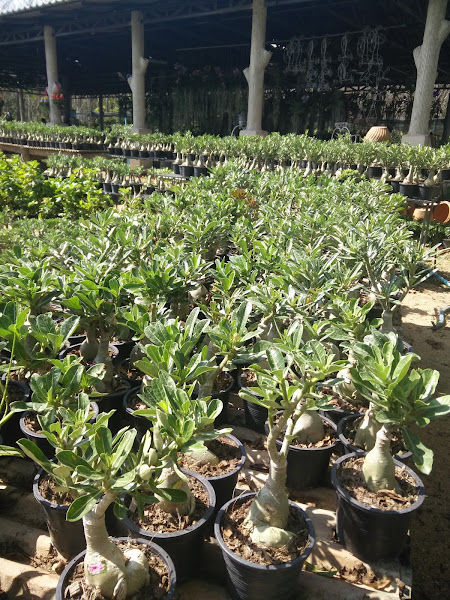 A & R nursery kg sungai korok parit 32800 perak