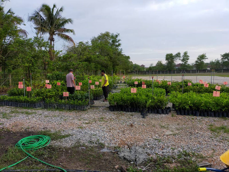 D'Awan Nursery gallery