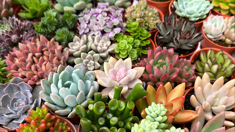 Cactus Boy Nursery @ Citta Mall (Balcony Level 3)