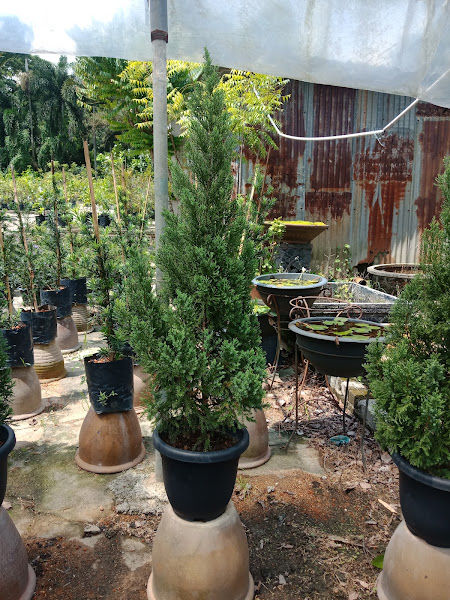 Sungai Buloh Nursery gallery