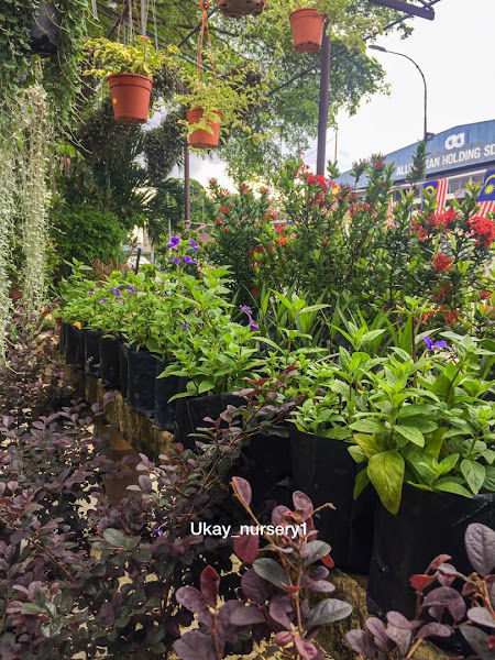 Ukay Nursery 1 gallery