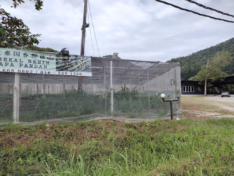 Pembekal benih kelapa pandan ( Lumut, Perak )