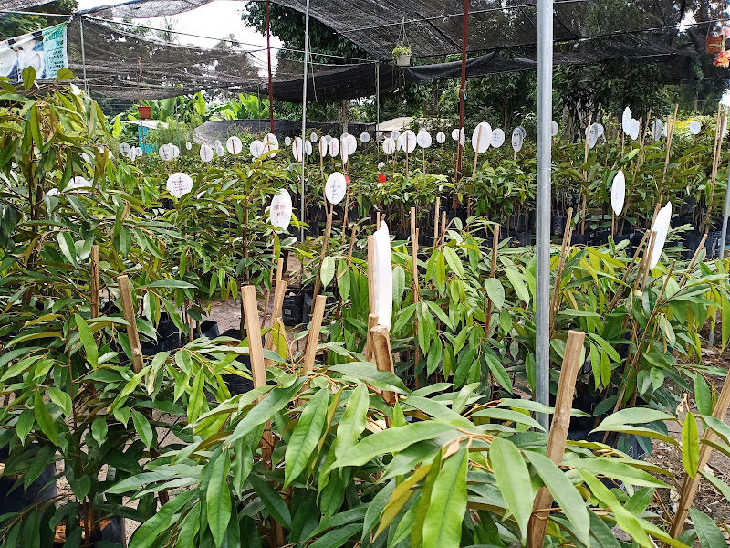 Nursery Jualan Anak Pokok gallery