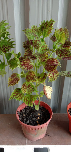 Nursery cu timah gallery