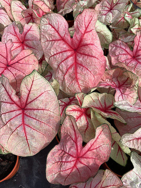 Teoh Yong Meng Nursery gallery