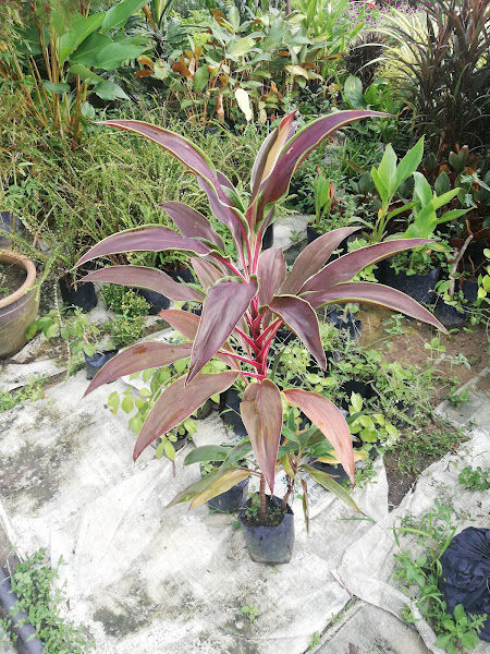 Sanai Nursery gallery